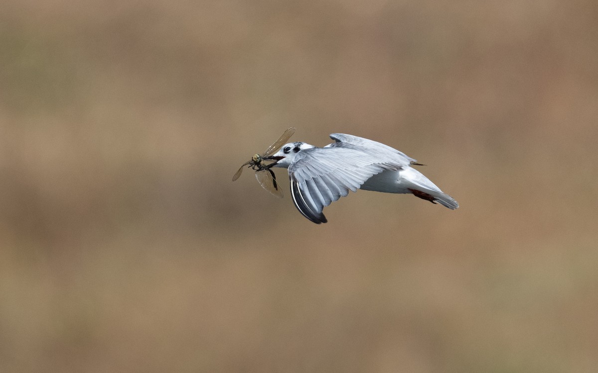White-winged Tern - ML611723937