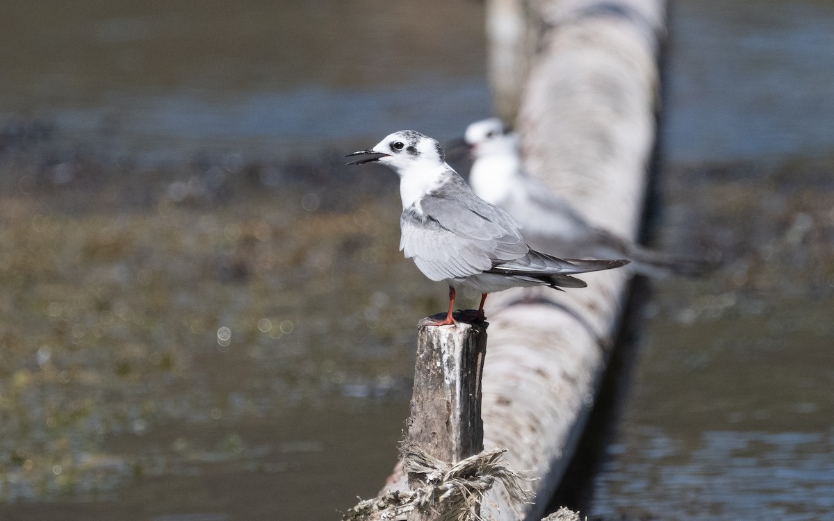 White-winged Tern - ML611723938