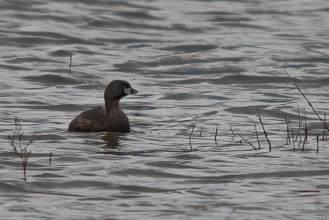 Pied-billed Grebe - ML611723958