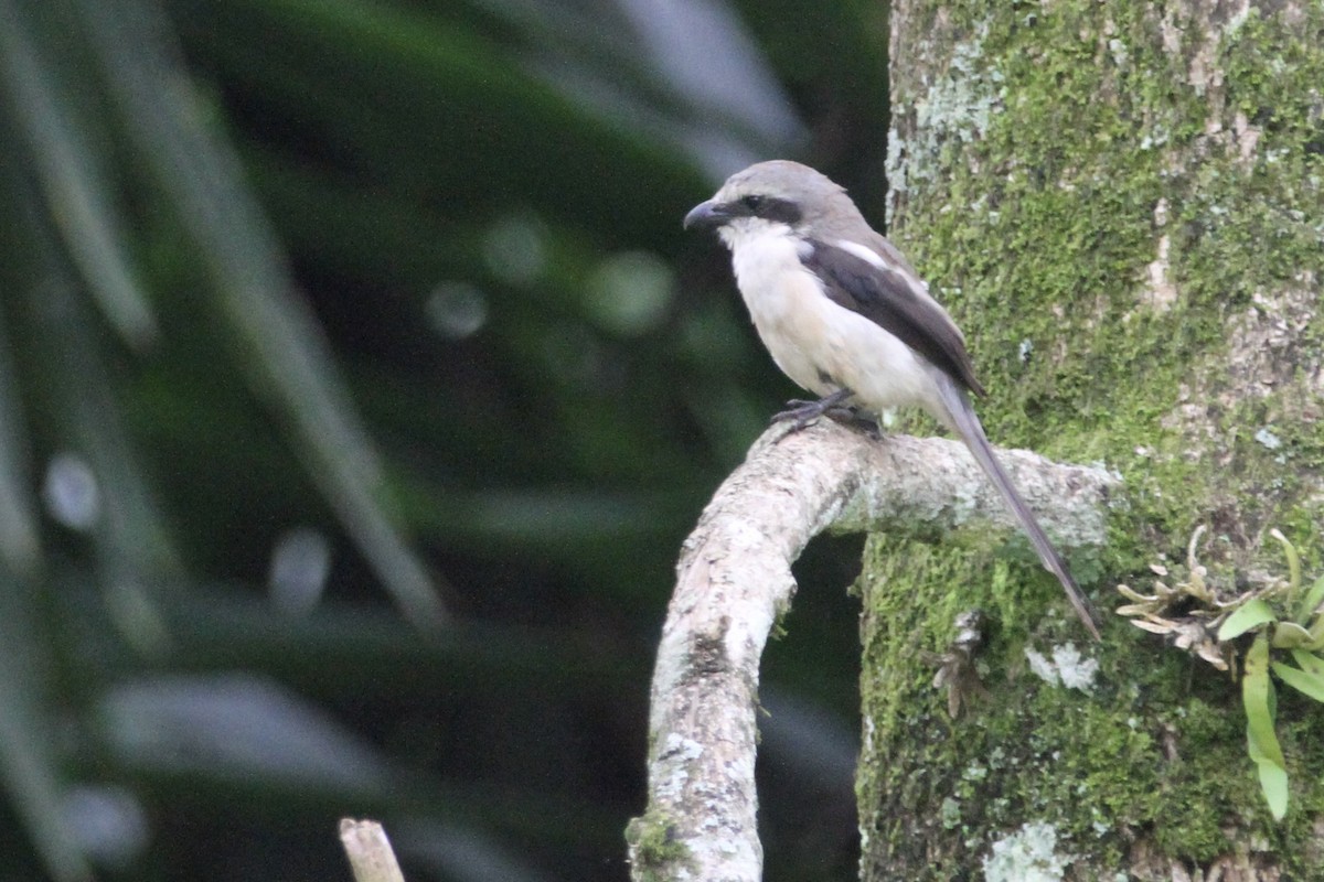 Mackinnon's Shrike - Christopher Carlson