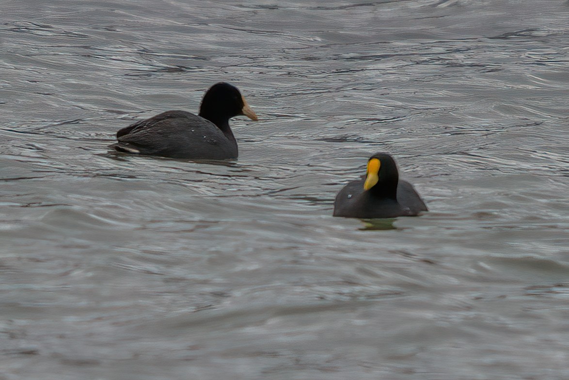 White-winged Coot - ML611723977