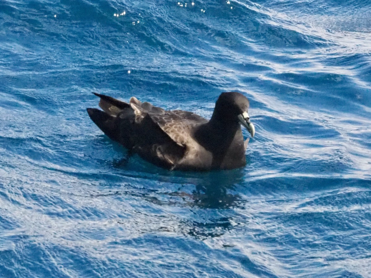 White-chinned Petrel - ML611724011