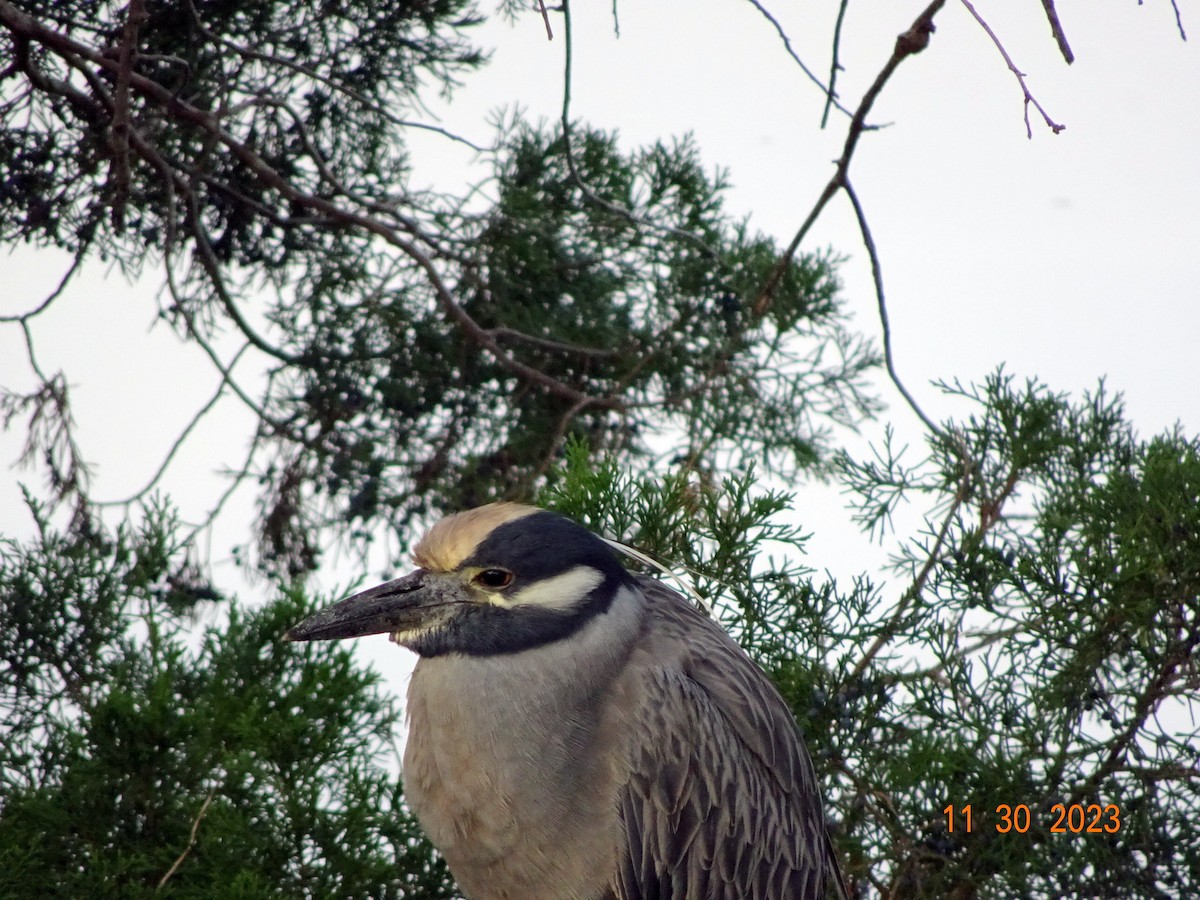 Yellow-crowned Night Heron - ML611724107