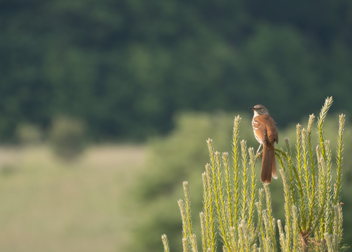 Brown Thrasher - ML611724151