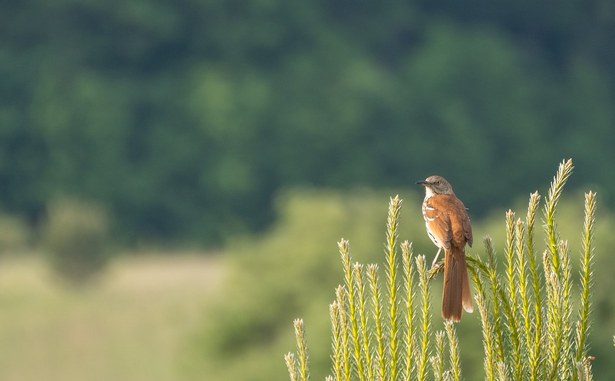 Brown Thrasher - ML611724152