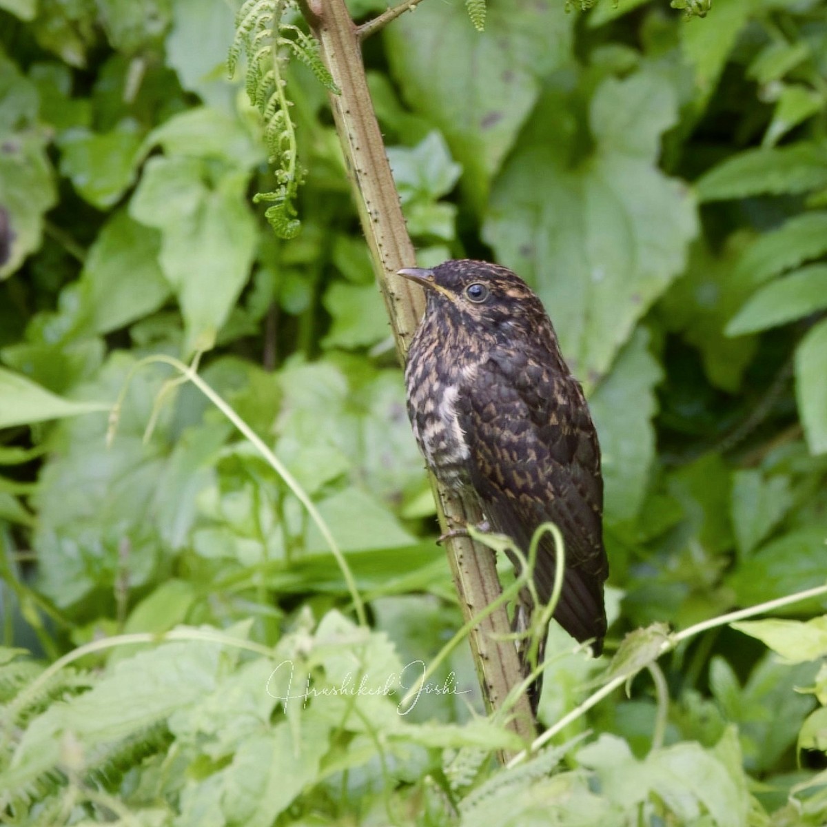 Rufous-throated Bronze-Cuckoo - ML611724190