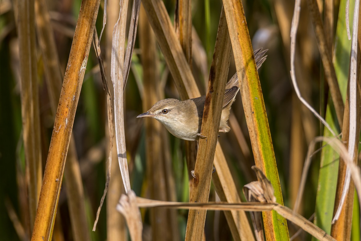 Blunt-winged Warbler - Wich’yanan Limparungpatthanakij