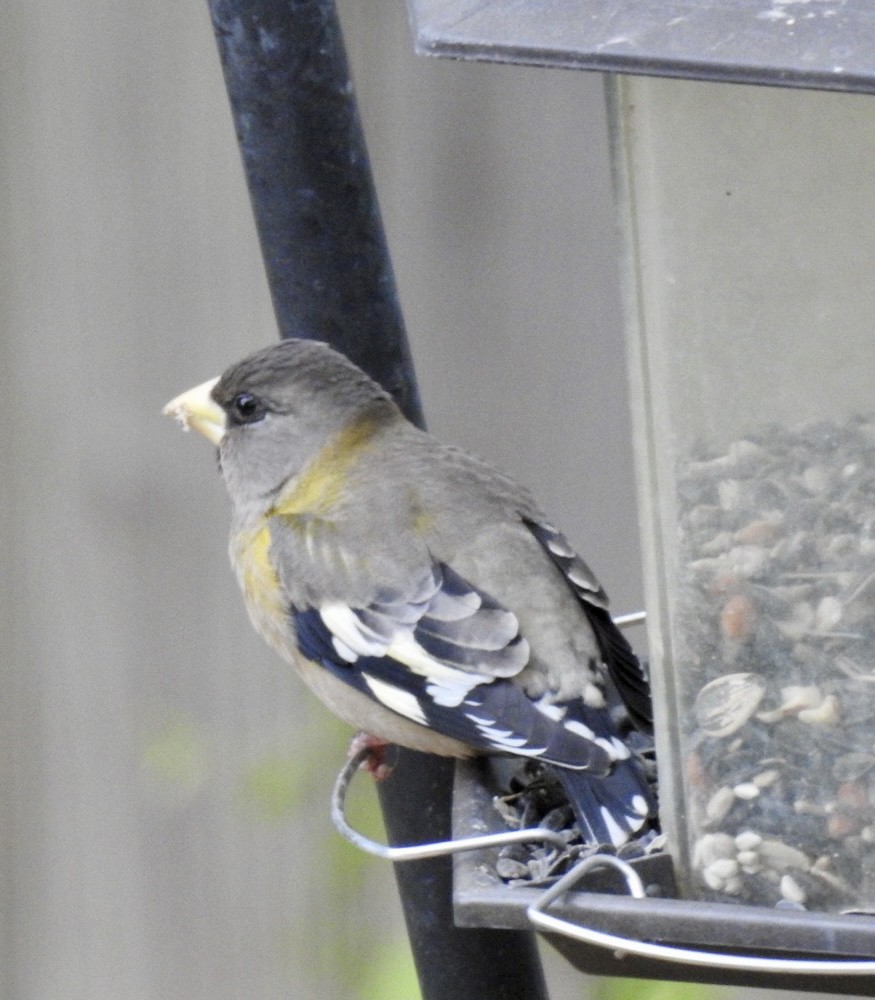 Evening Grosbeak - ML611724249