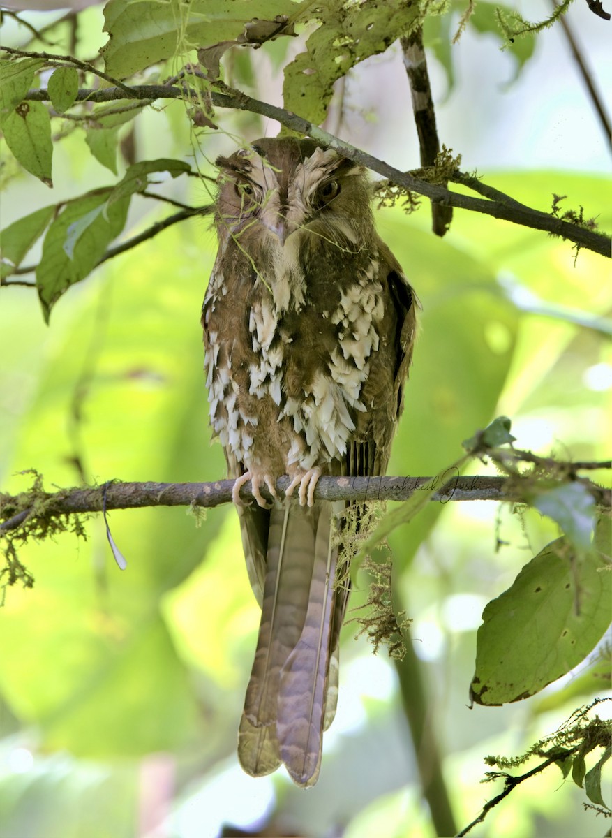 Feline Owlet-nightjar - ML611724255