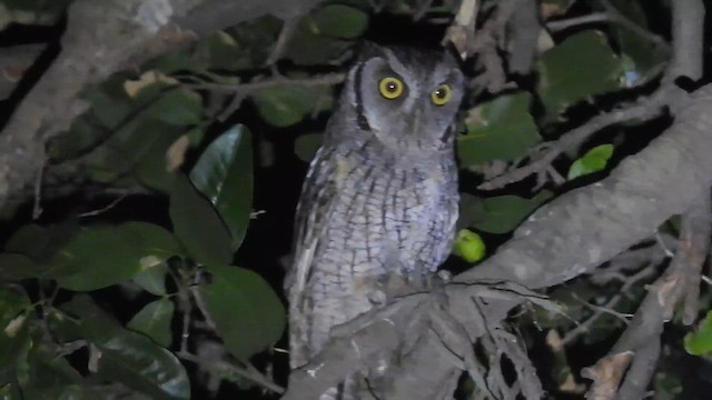 Tropical Screech-Owl - ML611724332