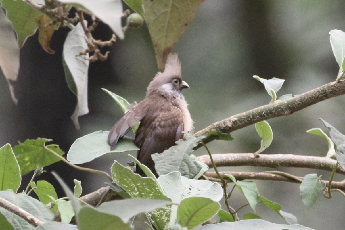 Braunflügel-Mausvogel - ML611724346