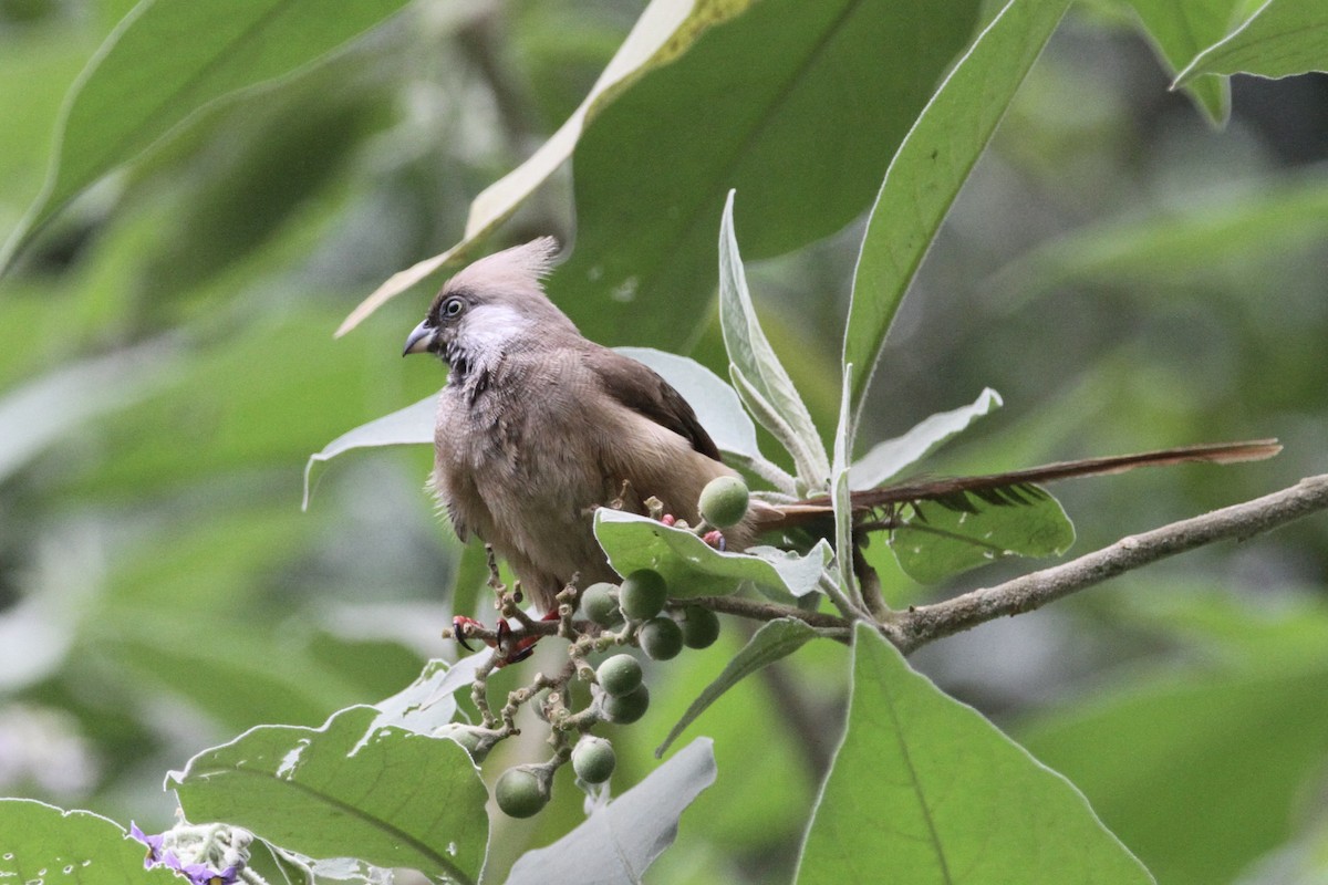 Speckled Mousebird - Christopher Carlson