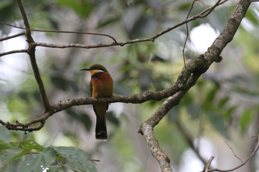 Cinnamon-chested Bee-eater - Christopher Carlson