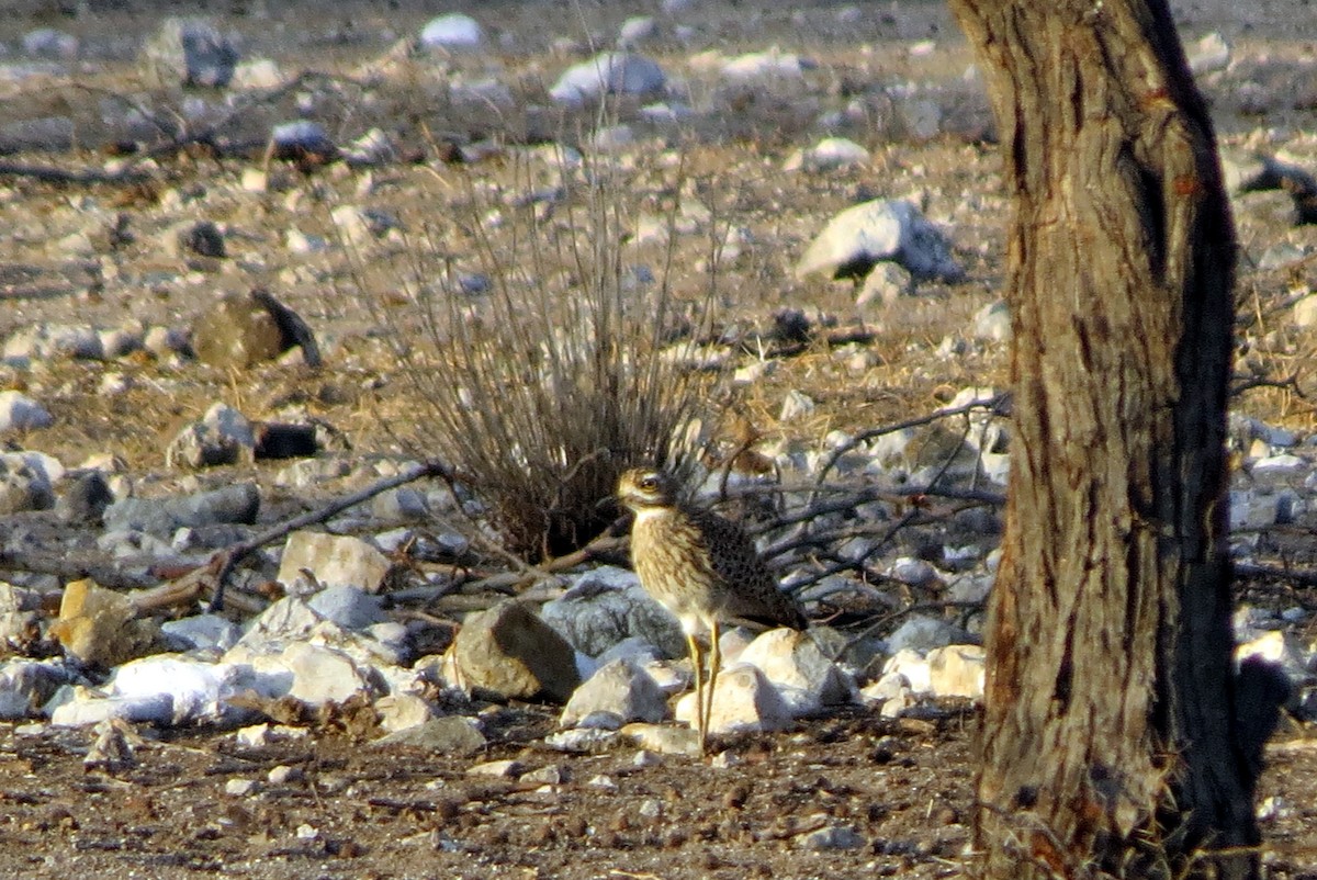 Spotted Thick-knee - ML611724371