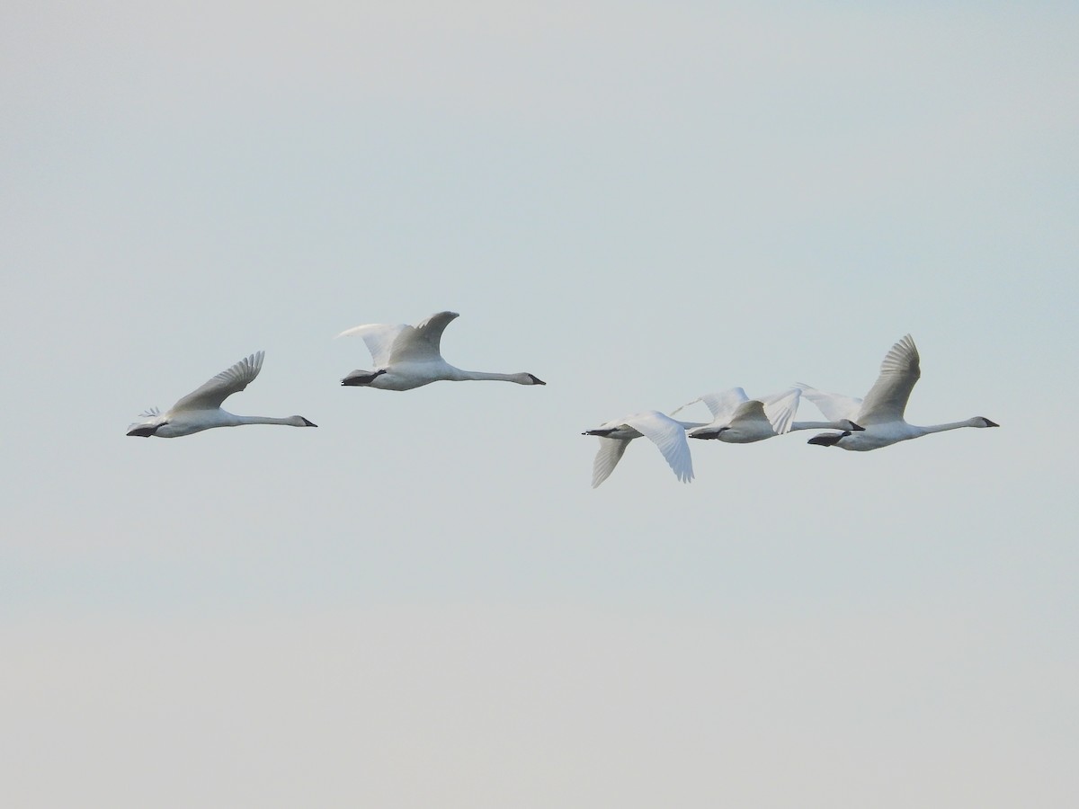 Trumpeter Swan - ML611724396