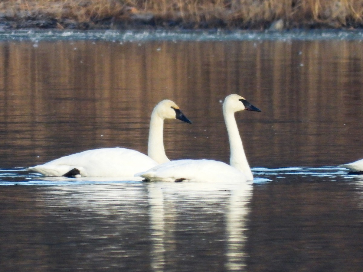 Trumpeter Swan - ML611724397