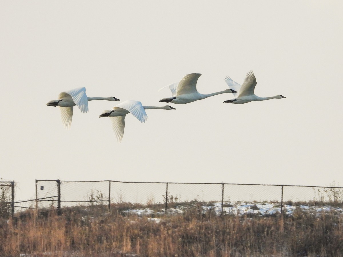 Trumpeter Swan - ML611724398
