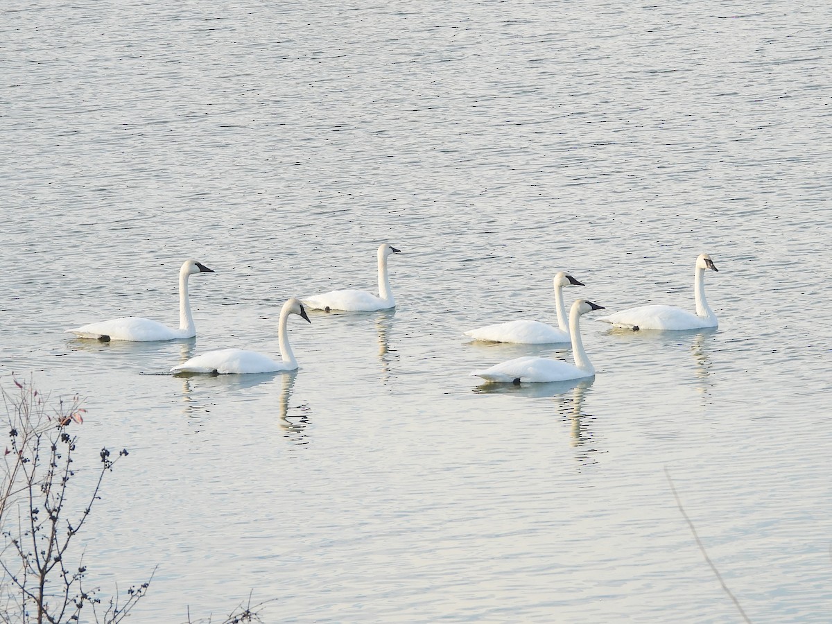 Trumpeter Swan - ML611724400