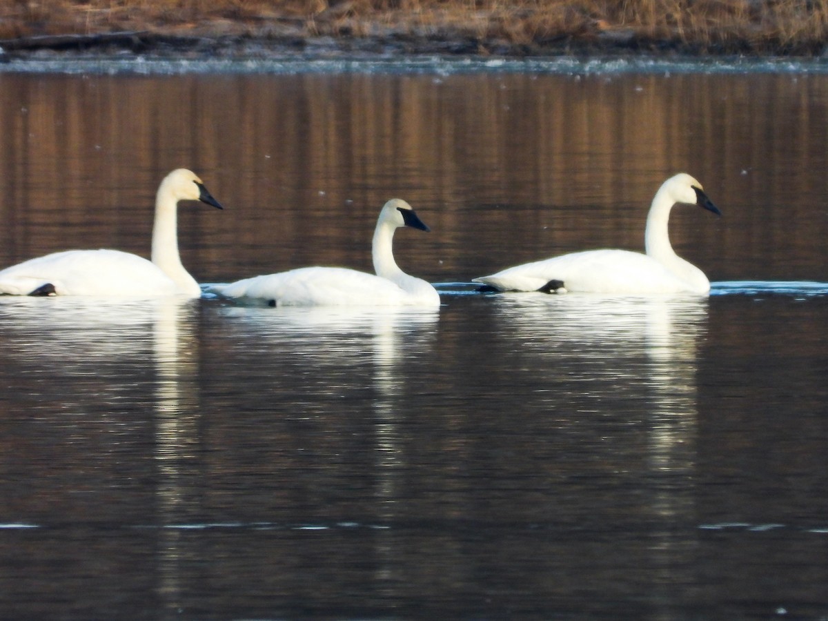 Trumpeter Swan - ML611724401