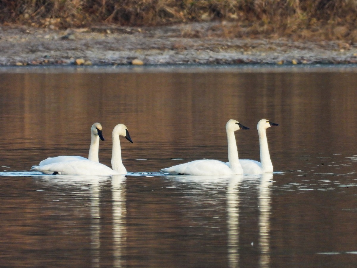 Trumpeter Swan - ML611724402