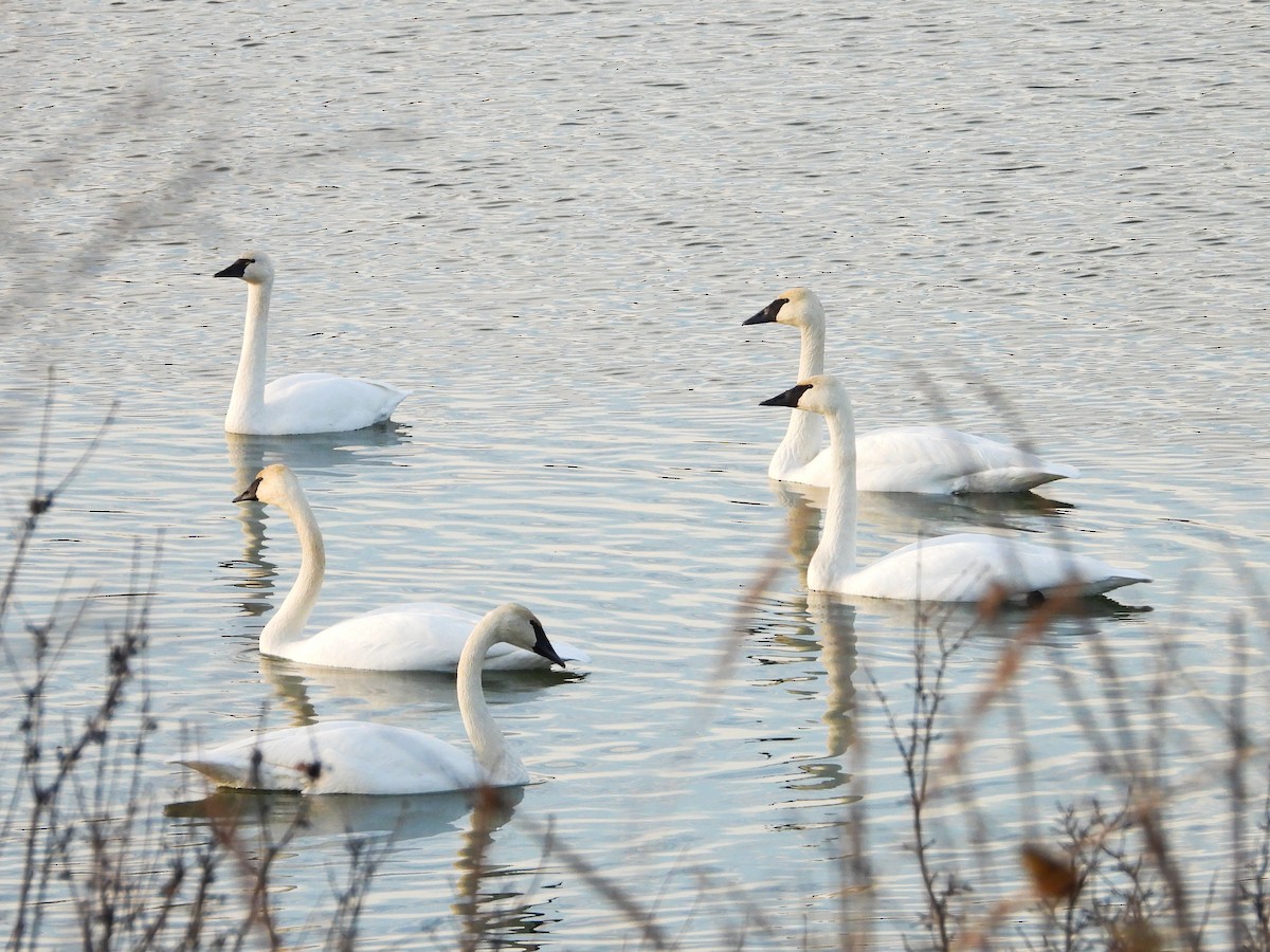 Trumpeter Swan - ML611724412