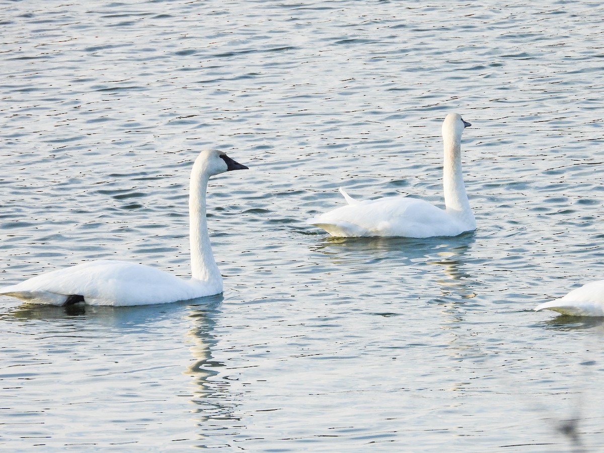 Trumpeter Swan - ML611724414