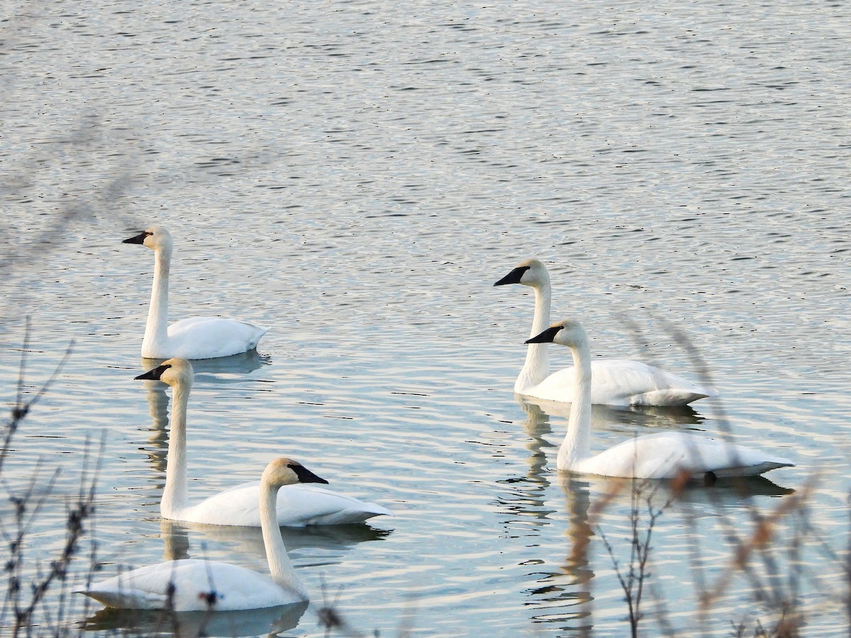Trumpeter Swan - ML611724415