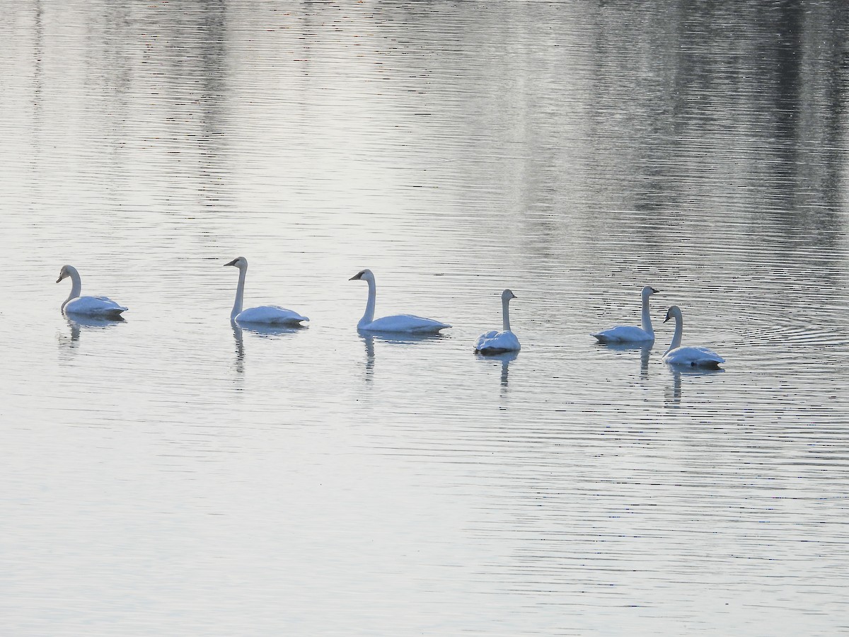 Trumpeter Swan - ML611724416