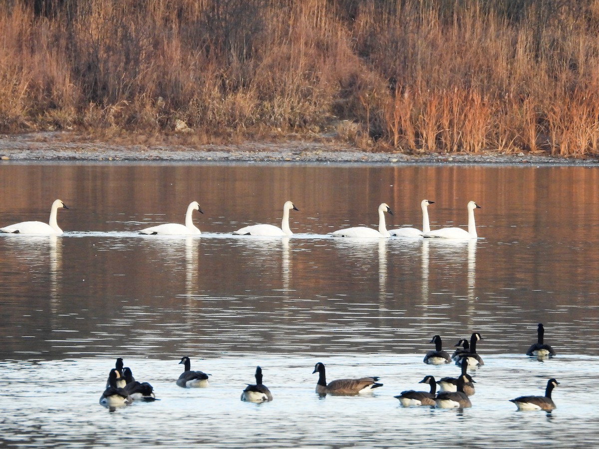 Trumpeter Swan - ML611724417