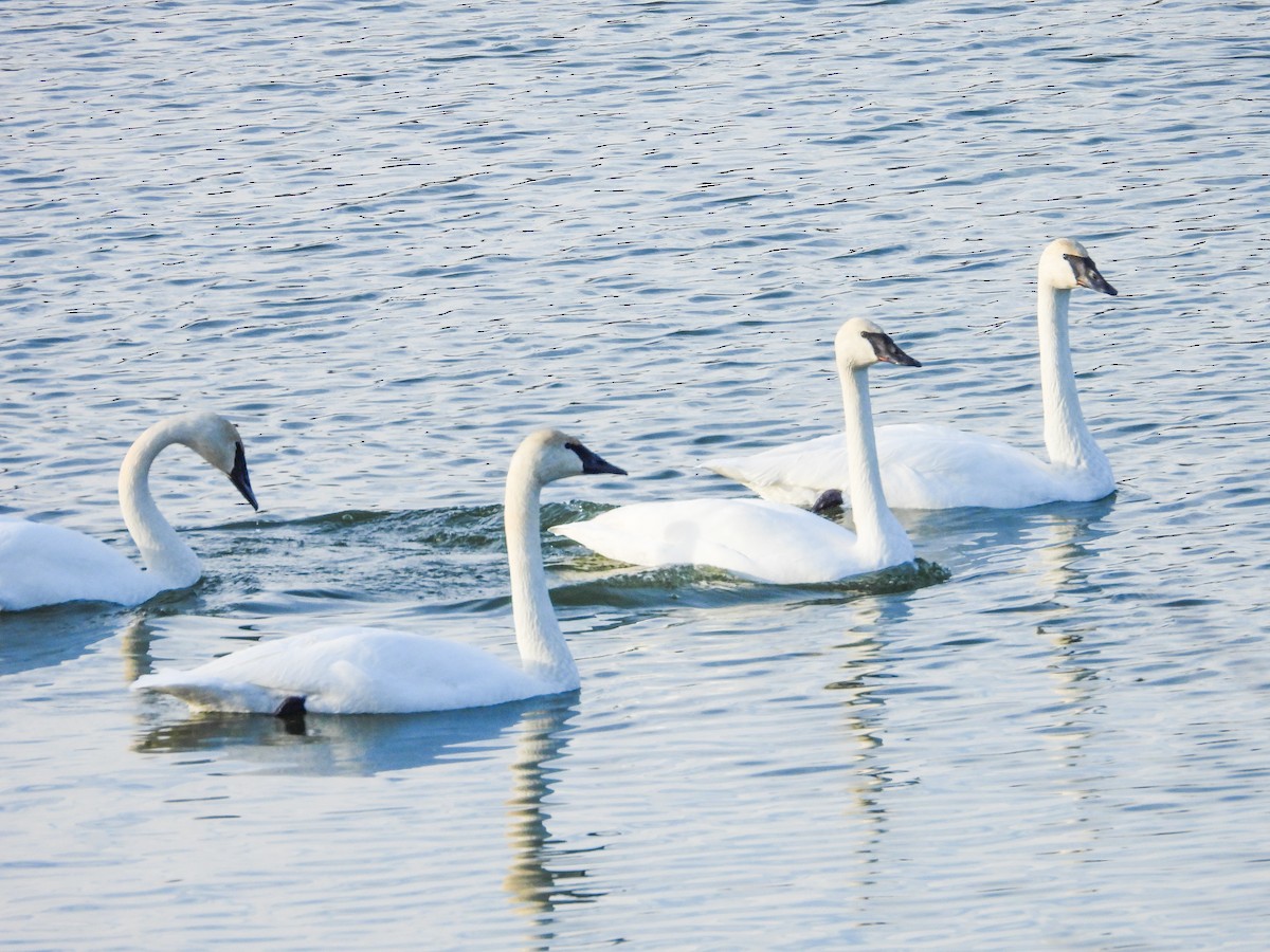 Trumpeter Swan - ML611724418