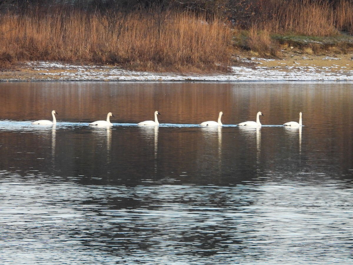 Trumpeter Swan - ML611724419