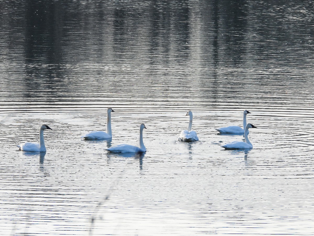 Trumpeter Swan - ML611724421