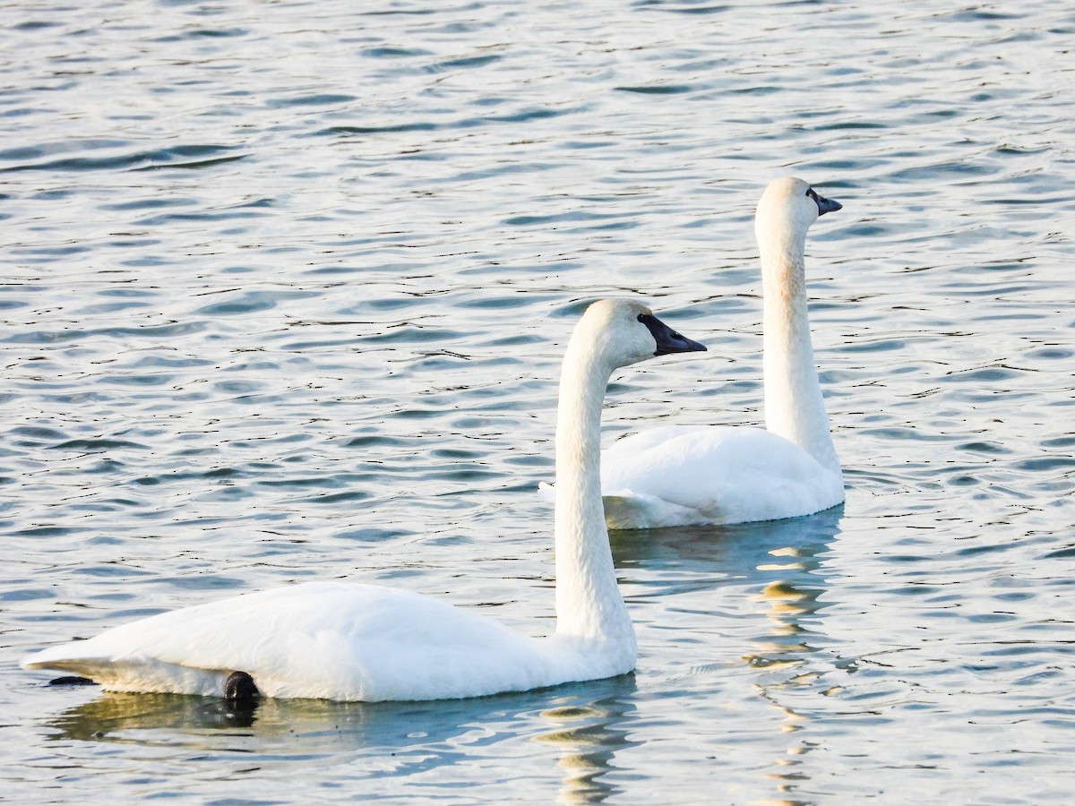 Trumpeter Swan - ML611724422
