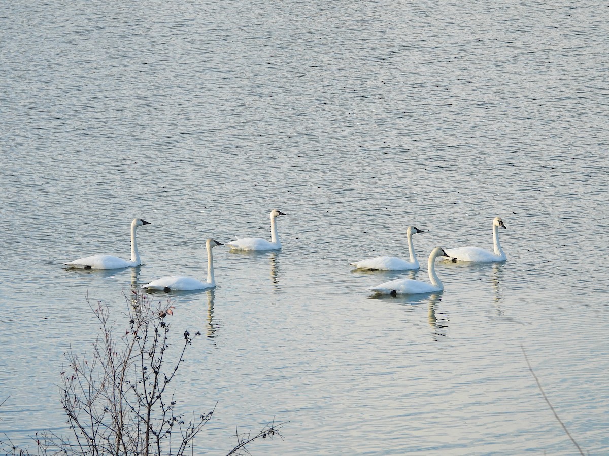 Trumpeter Swan - ML611724423