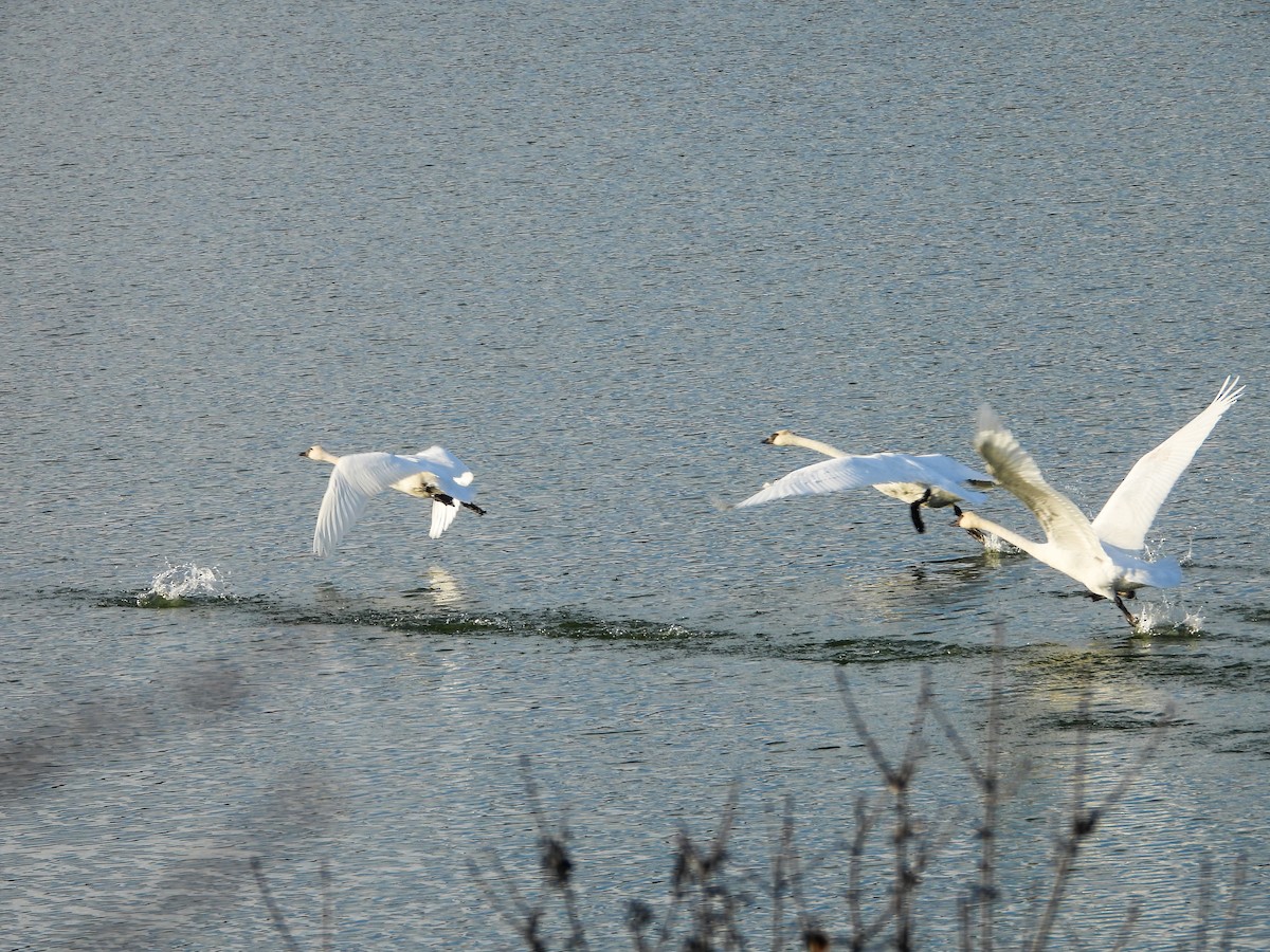 Trumpeter Swan - ML611724424