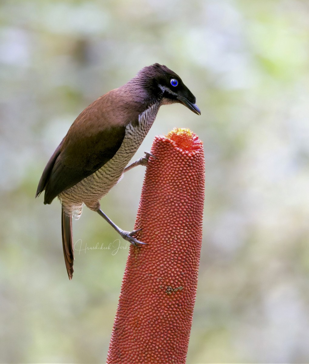 Western Parotia - ML611724463