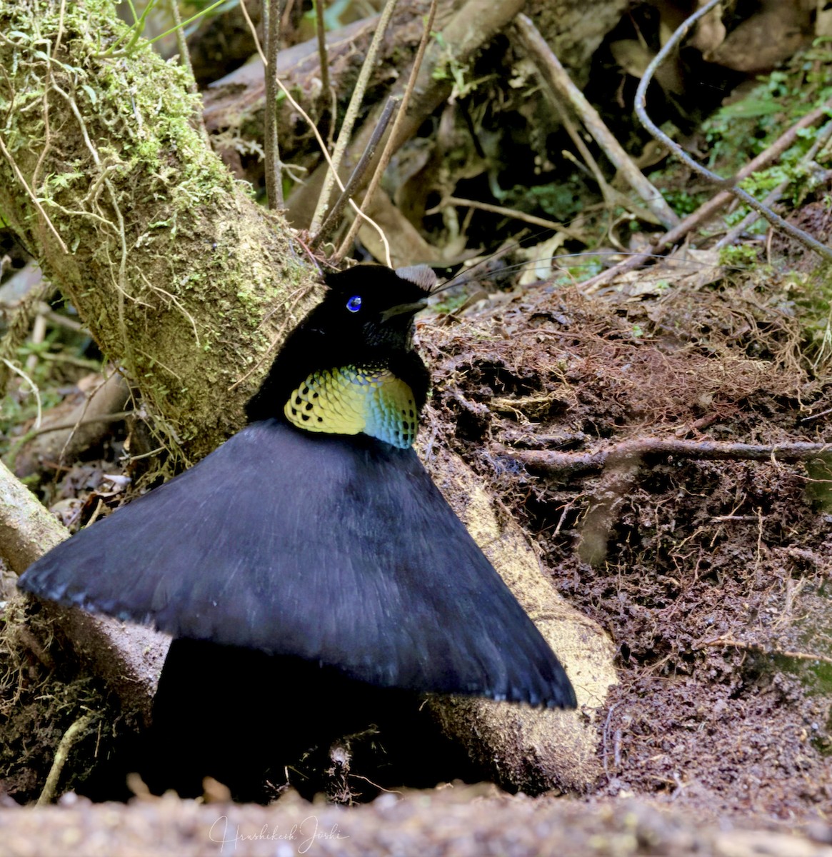 Western Parotia - ML611724466