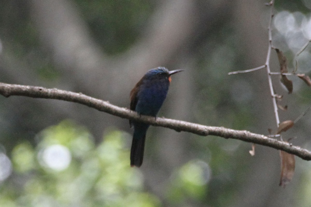 Guêpier à tête bleue - ML611724501