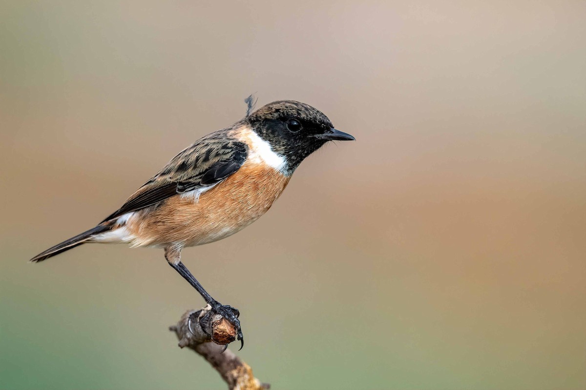 European Stonechat - ML611724523