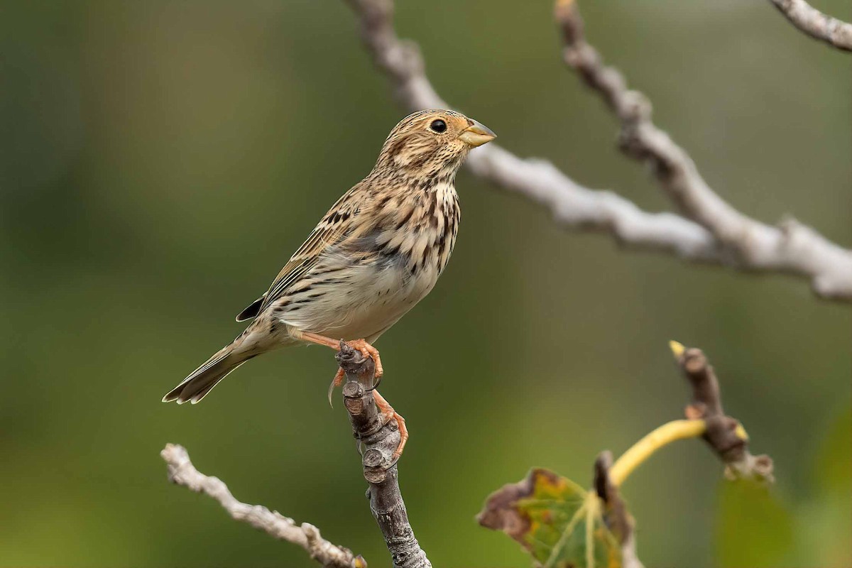 Corn Bunting - ML611724535