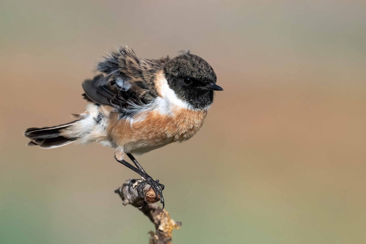 European Stonechat - ML611724541