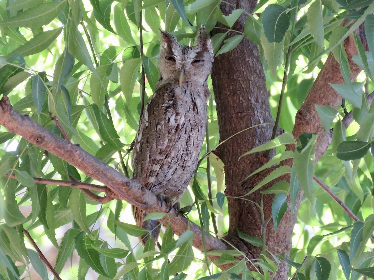 Pacific Screech-Owl - Simon Pearce