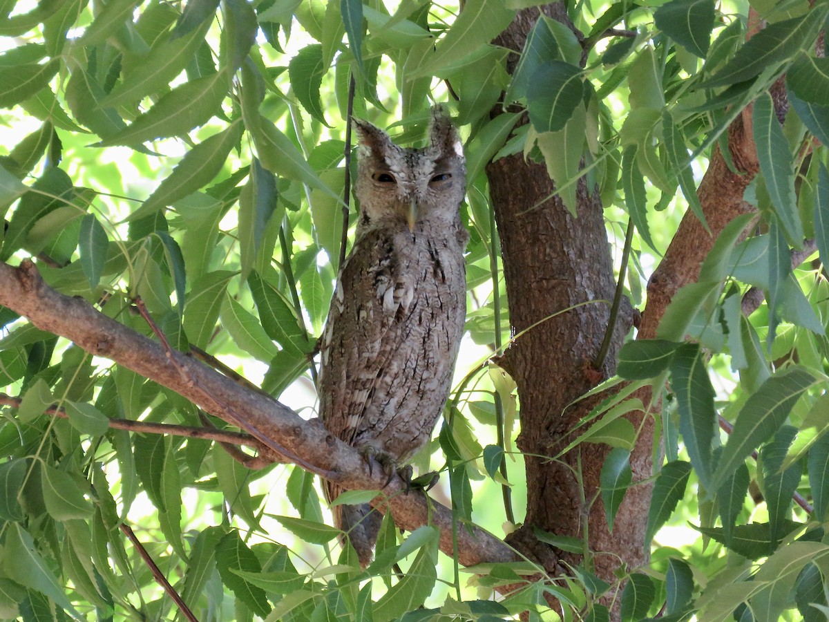 Pacific Screech-Owl - ML611724599