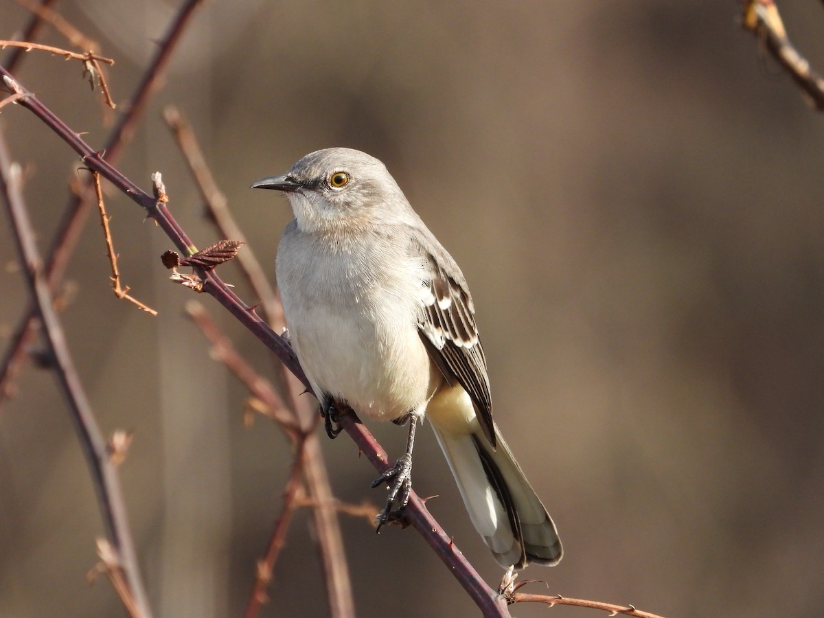 Northern Mockingbird - ML611724636