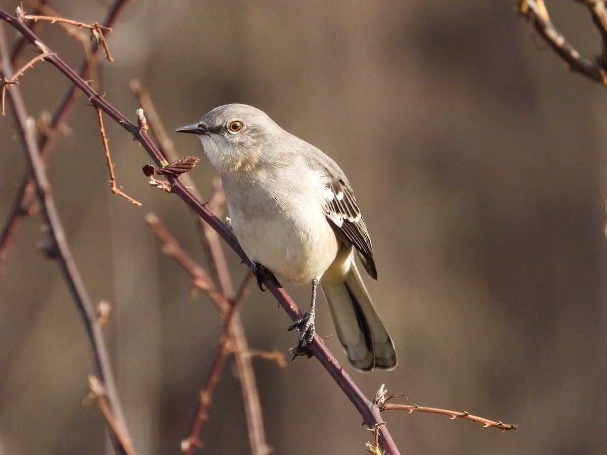 Northern Mockingbird - ML611724638