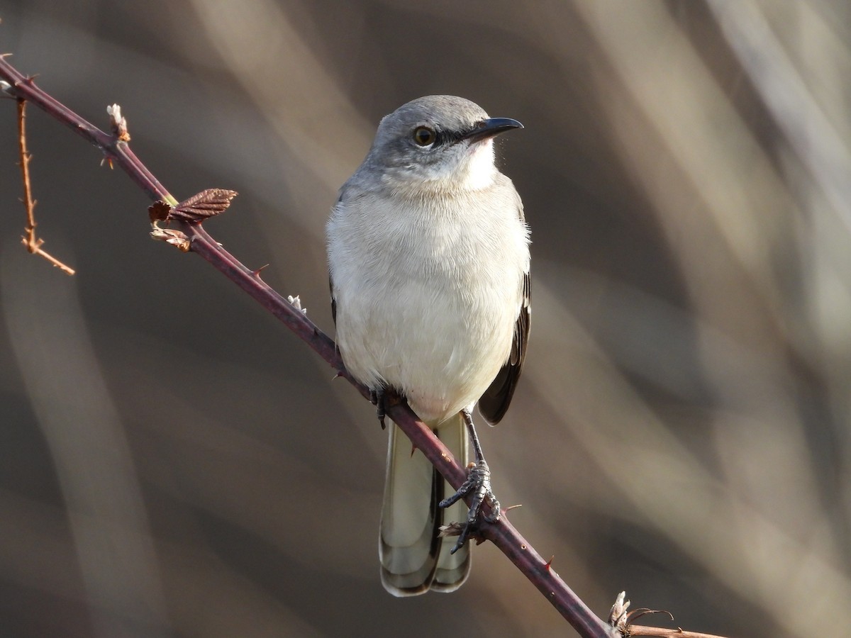 Northern Mockingbird - ML611724640