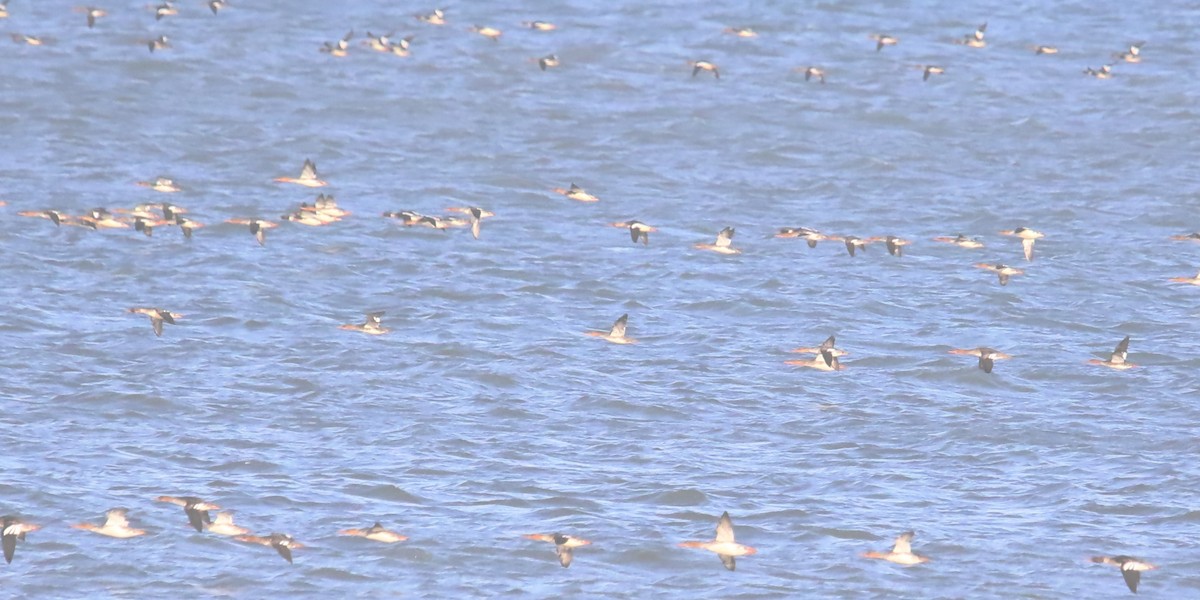 Red-breasted Merganser - ML611724642