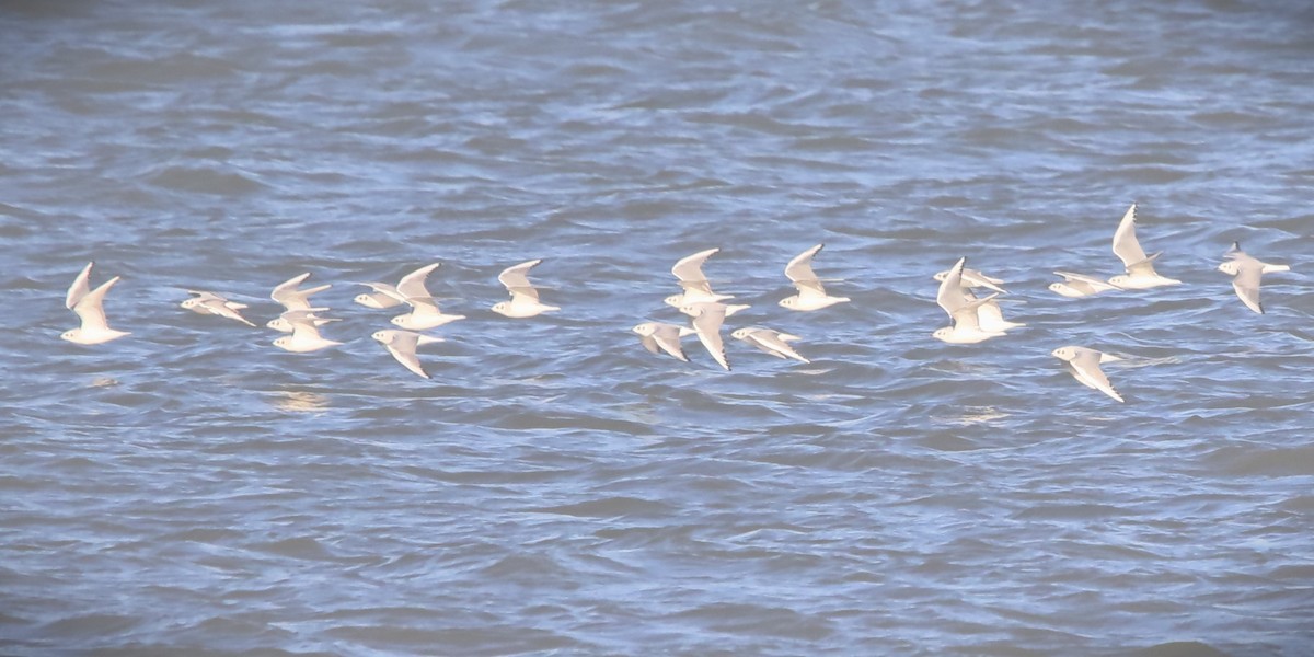 Bonaparte's Gull - ML611724649