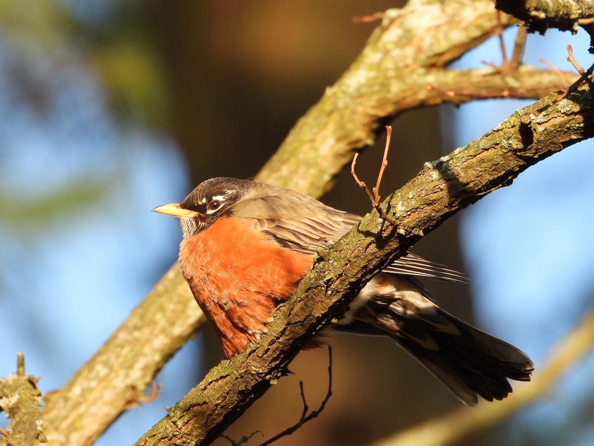 American Robin - ML611724653