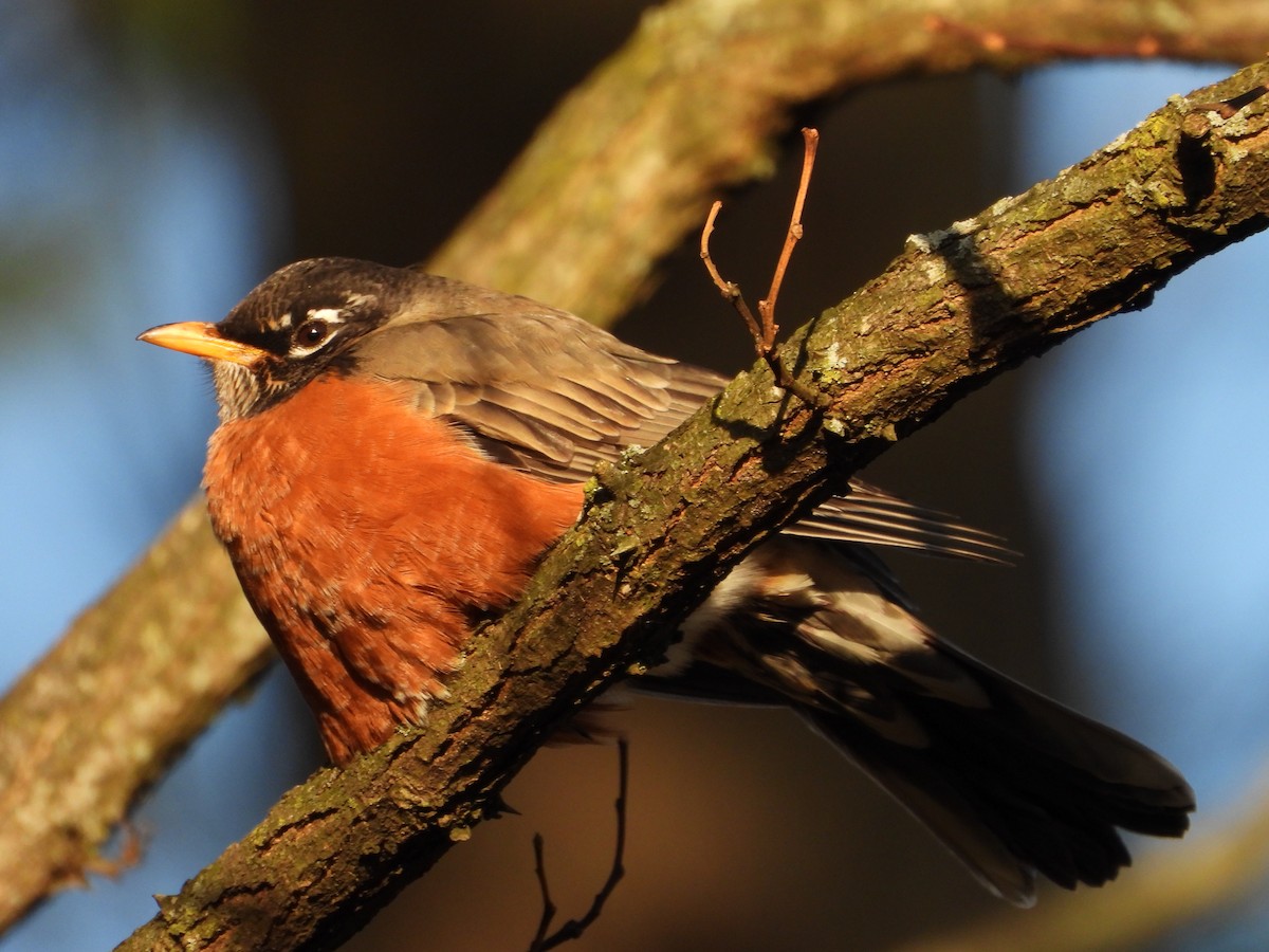 American Robin - ML611724654